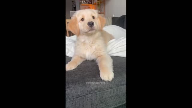 Golden Puppy Cute