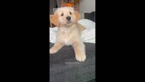 Golden Puppy Cute