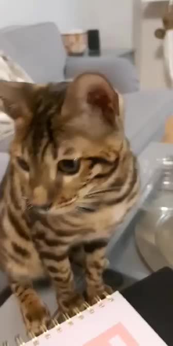 Mini Tiger cat doesn't like lime? Lol