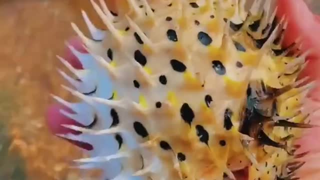 Amazing fish