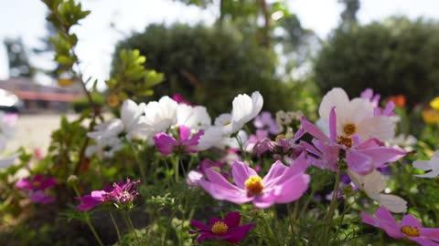 Mom's Mini Flower Garden at Hue Oi - Part 2