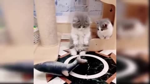 Kitten and the fish.