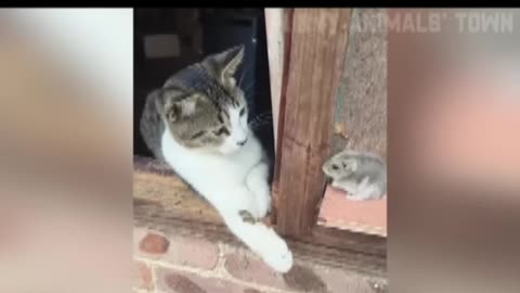 Cat 🐈 funny 😅 video #animals video