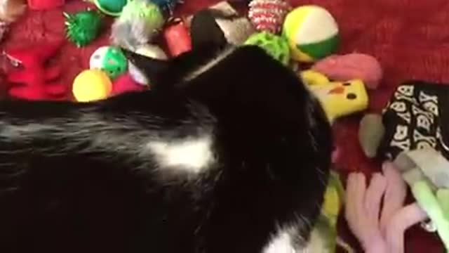 Bored Cats Want New Toys