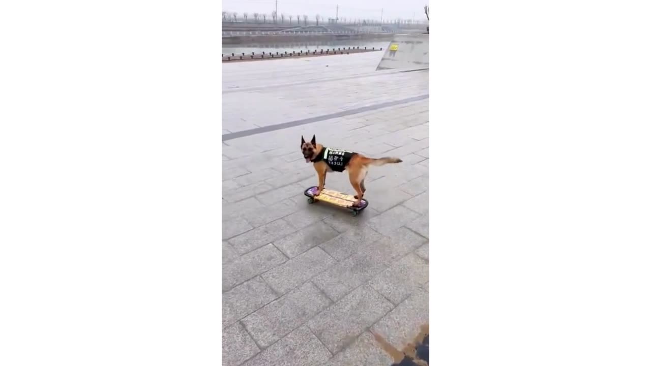 ASMR, Dog in the Skateboard, Walking Sit and Stand