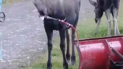 Curious Moose Checks Out Flag