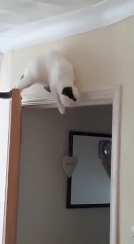 Cat Waiting on Top of Door for Ambush Discovers Gravity l
