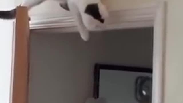 Cat Waiting on Top of Door for Ambush Discovers Gravity l