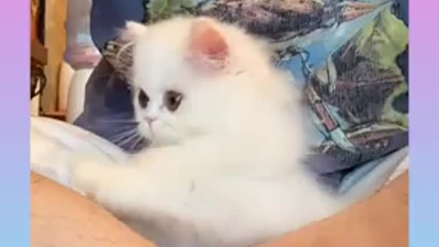 Funny cat.. Baby cat