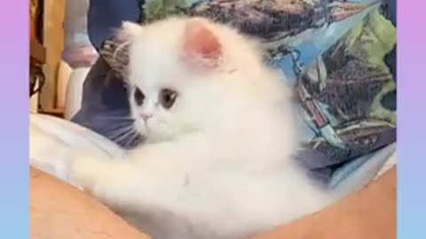 Funny cat.. Baby cat