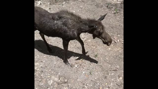 Momma Moose and Her Baby