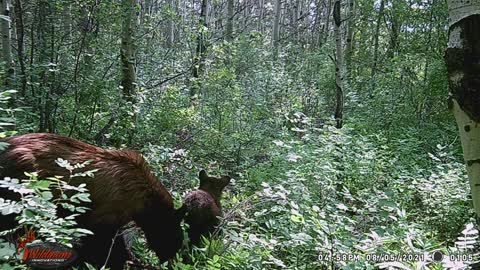 Berry picking Bears