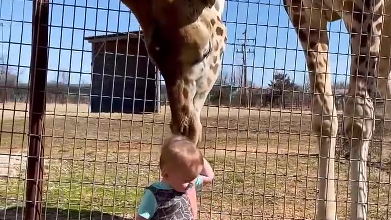 Cute garrafe gives baby smooches