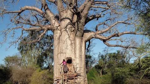 TOP 15 STRANGE Trees you Didn't Know Existed