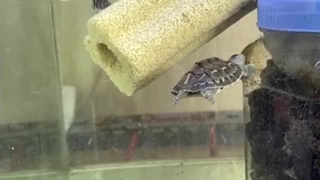 lovely turtle