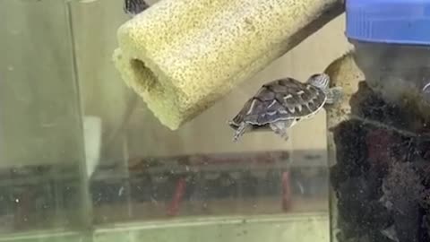 lovely turtle