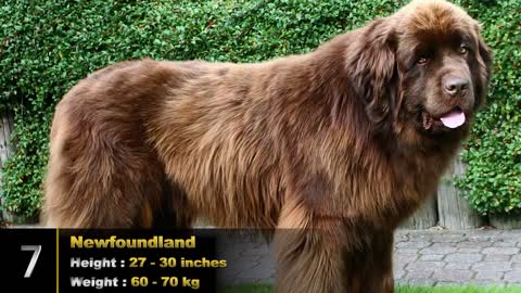 Top 10 largest dog breeds of the world