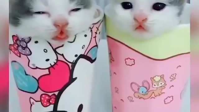 AWW!Cute cats funny moments| beby cat's cute moments