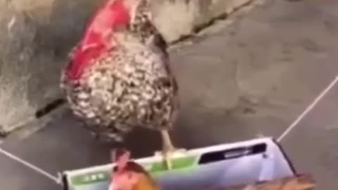 Funny hen