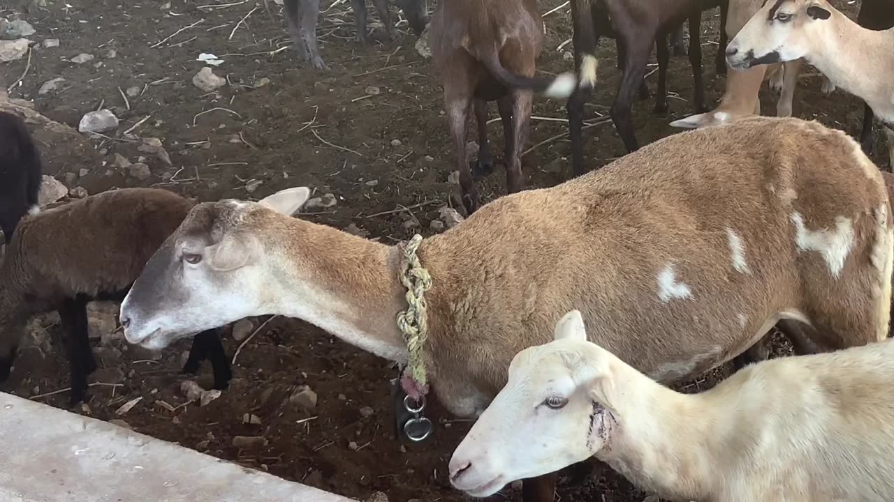 Fitting 20 Live Sheep in a small Nissan car