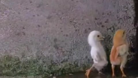 Funny animals walking