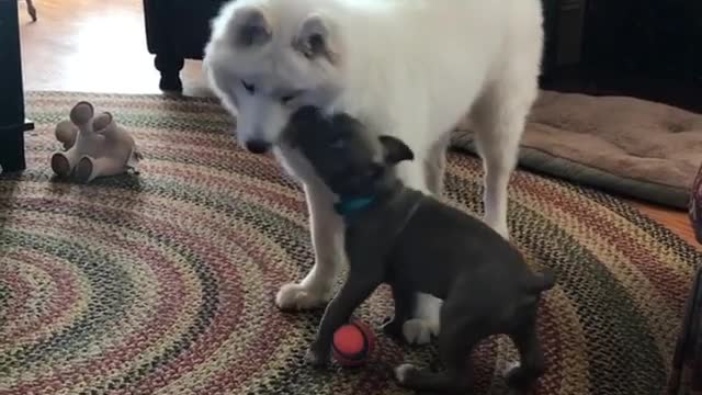 Grey puppy flops on side