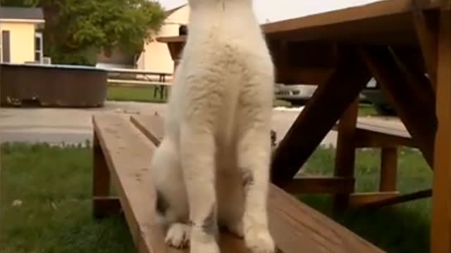 # funny cat