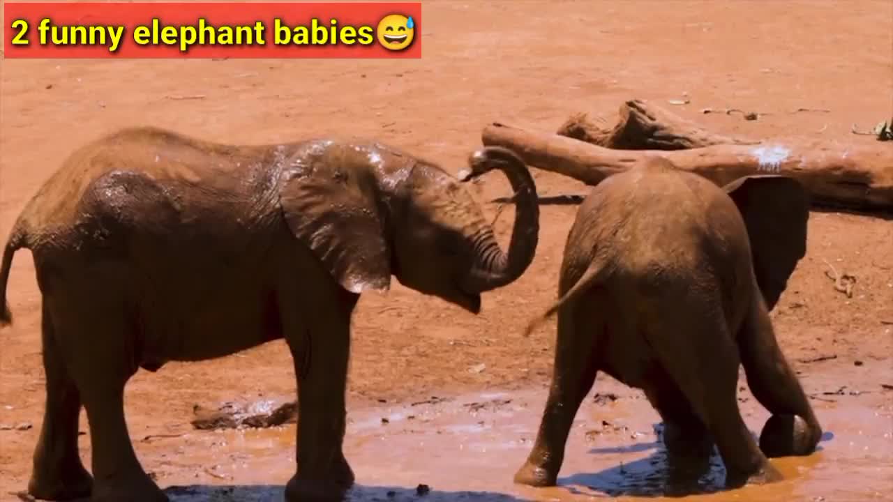 See how 2 elephant babies are playing with each other😂 || Funny animals | animals fails