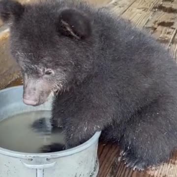 🐻Adorable Grizzly Bear cub playing in a water bowl 🐻