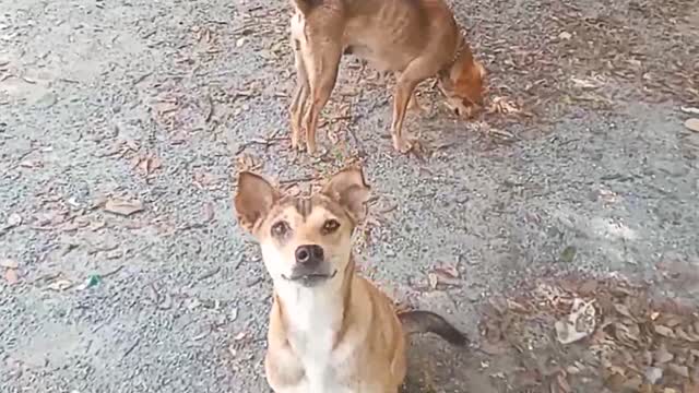 Give Banana Frying To Cute Dog Eating