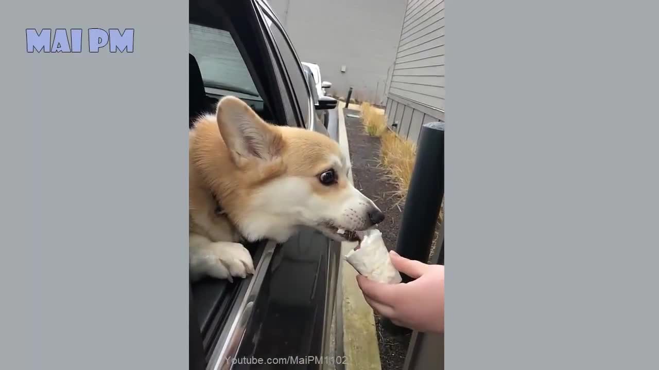 DOG FUN LIFE