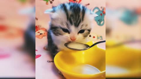 Cute Cat eating milk