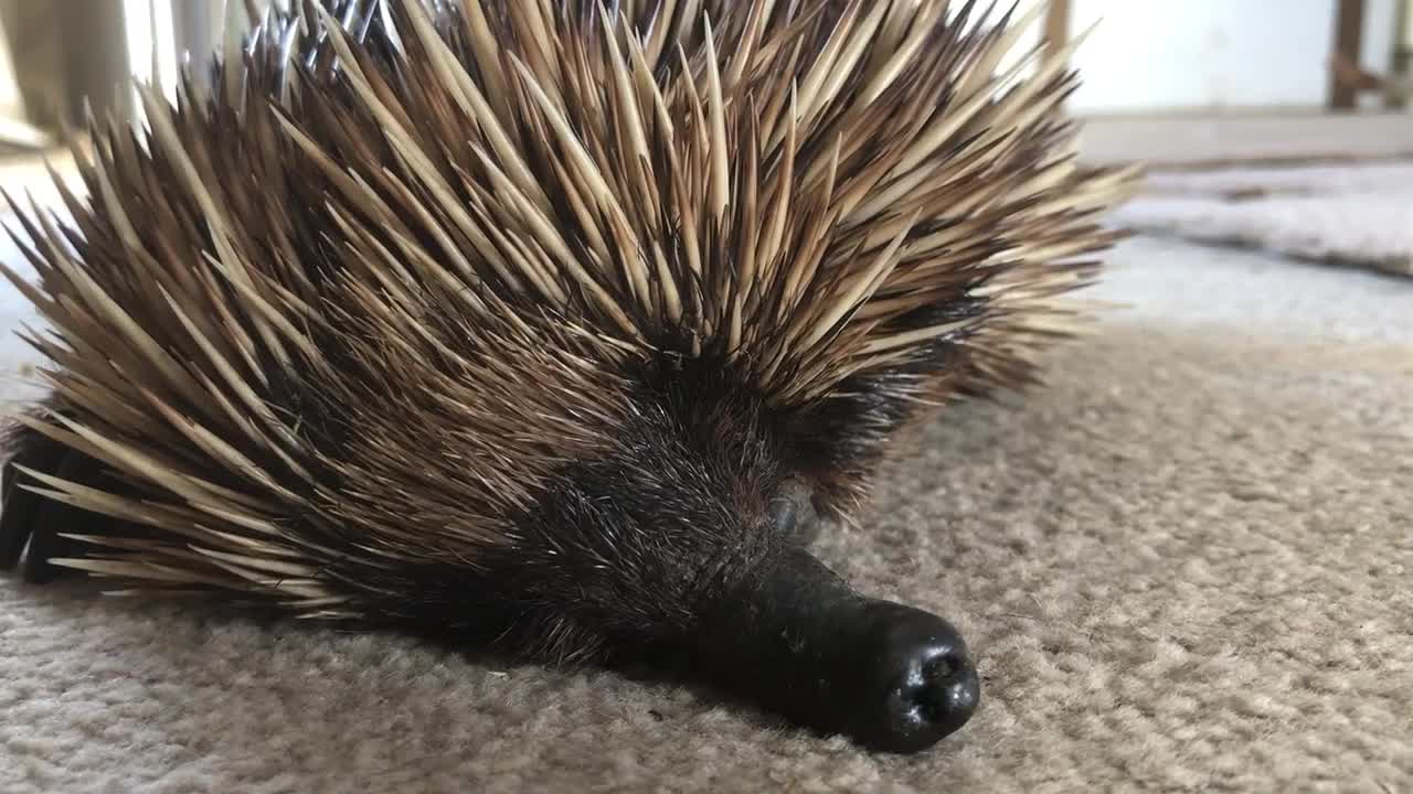 Cute Echidna Snoring