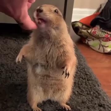 The happiest little prairie dog around 🤗