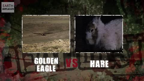 Golden Eagle vs Hare | Deadliest Showdowns | BBC Earth