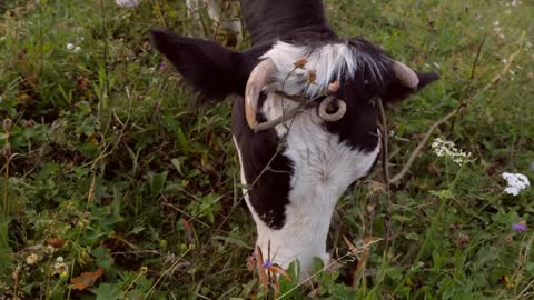 Young horned cow at the grassland