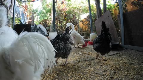 Backyard Chickens In The Morning Sounds Noises Fun Hens Roosters!