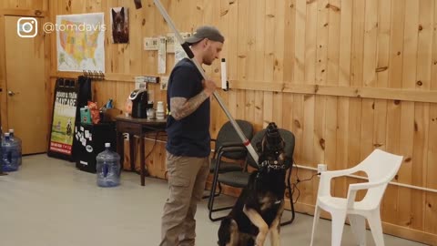 A German shepherd dog goes aggressive during training