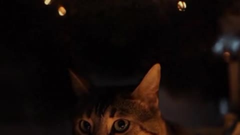 Close Up Video of a Cat