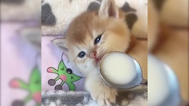 The Cutest Baby Cat - Very Cute Kitty - Cute Pets