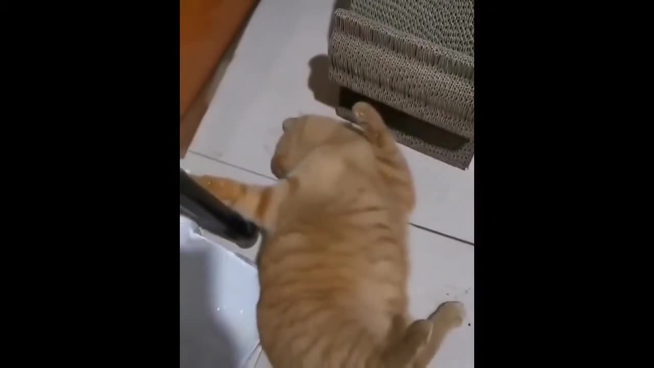 When They Are Playing | Funny Cats