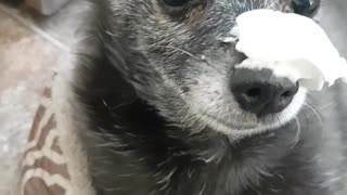 Funny Dog Eating Whip Cream