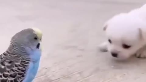 Puppy meet with his friend after one week