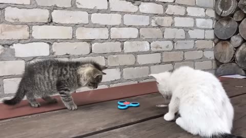 20 Minutes of Adorable Kittens 😍 | BEST Compilation