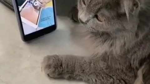 CAT love music