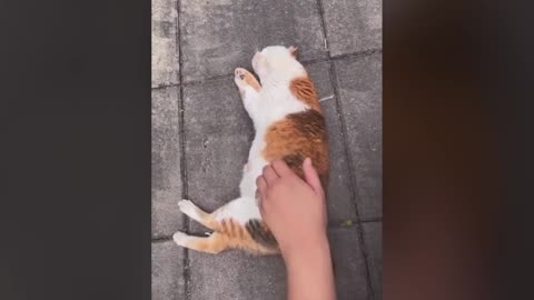 Funny Cats