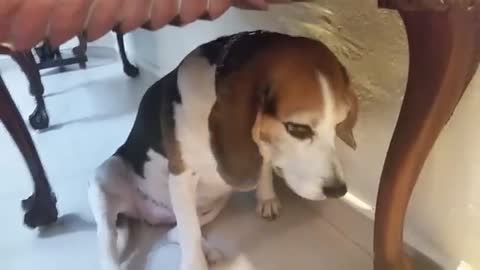 The real face of a guilty dog!