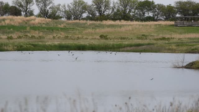 Feeding time at Marshwren Community Wetlands