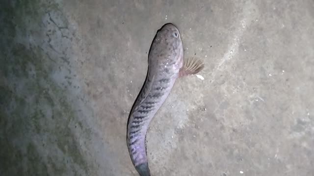 Fish without water ....