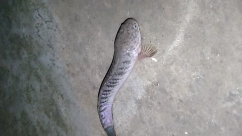 Fish without water ....